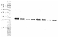 Lhcb2-P | LHCII type II chlorophyll a/b-binding protein, phosphorylated in the group Antibodies Plant/Algal / Photosynthesis / LHC at Agrisera AB (Antibodies for research) (AS13 2705)